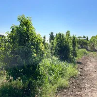 باغچه و زمین در امین آباد