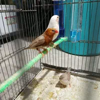 فنچ اورنج و شارکول