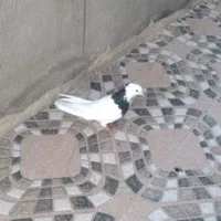 طوق ماده