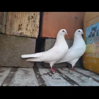 کبوتر پرشی دهنجور ۱۰ ساعته باضمانت کتبی