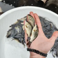 تکثیرکننده ماهی