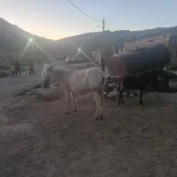 فروش الاغ سرحال