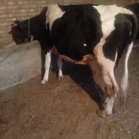 یک عدد گاو سیمییتال 5شکم 10کیلو شیر