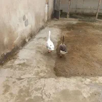 غازنروماده 1جفت