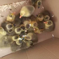 جوجه غاز محلی|حیوانات مزرعه|نقده, |دیوار