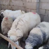 قوچ لاکن بختیاری اصل لنگ جمل بره میش|حیوانات مزرعه|نگار, |دیوار