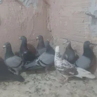 ۱۰تا کفتر فروشی