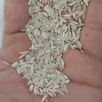 برنج طارم و فجر|خوردنی و آشامیدنی|گنبد کاووس, |دیوار