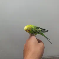 پنکه موبایلی مرغ عشق مولد و کفتر طوقی|پرنده|مهریز, |دیوار