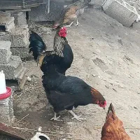 خروس دو رگ