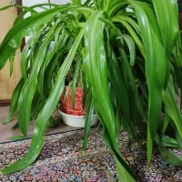 گلدان گل برگ موزی