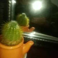 گل کاکتوس زیبا و درختچه فردوس|گل و گیاه طبیعی|سنندج, |دیوار