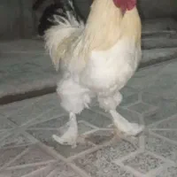 خروس برهما