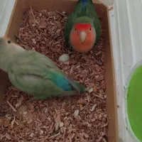 طوطی برزیلی|پرنده|گلستان (تهران), |دیوار