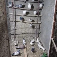 کفترپرشی|پرنده|قلعه نو, |دیوار