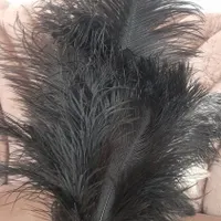 شاه پر شترمرغ