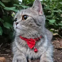 گربه بیریتیش  کمیاب ماده یک ساله|گربه|کرمان, |دیوار