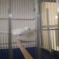 قناری نر سفید جوان سه دانگ|پرنده|کرمانشاه, |دیوار