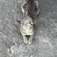 گربه حمایتی|گربه|رشت, فرزانه|دیوار