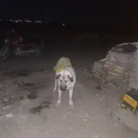 ماده ماده سگ پژدر فروشی قیمت۱۸تخفیف برای خریدار