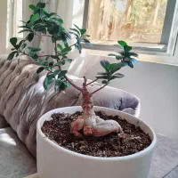 درختچه بونسای
