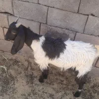 کره نر