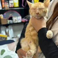 سرپرست و حامی دلسوز|گربه|ساری, |دیوار