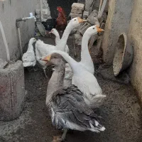 قوغاز اوکراینی گردن ماری تخم گذار