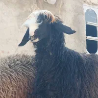 فروش ۴ راس شیشک میش داشتی و ۱ بره قوچ|حیوانات مزرعه|فیروزآباد (فارس), |دیوار