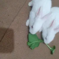چند عدد خرگوش سالم وسرحال دو نه ای ۳۰۰تومان