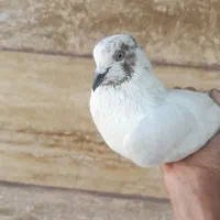 کفتر|پرنده|خاتم, |دیوار