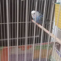 مرغ عشق|پرنده|تربت جام, حافظ|دیوار