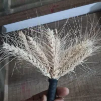گندم آبی بذری