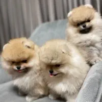 پامرآنین کیفیت فضایی|سگ|مشهد, وکیلآباد|دیوار