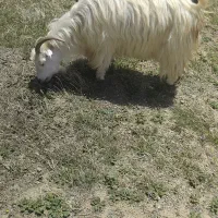 یک‌عدد‌بز‌جوان‌وچاق‌