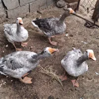 غاز