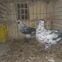 نروماده شغالی عتیقه