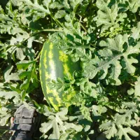 فروش هندوانه B32 قیمت 25