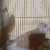 یک جفت کبوتر محلی|پرنده|میناب, |دیوار