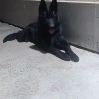 ژرمن بلک ماده بسیار باهوش