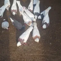 فروشی|پرنده|گتوند, |دیوار