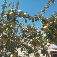 به محلی خوشمزه ملس|خوردنی و آشامیدنی|قلقل رود, |دیوار