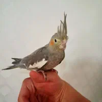 عروس هلندی خاکستری ماده