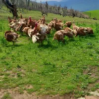 فروش ۳۶ عدد بوقلمون تخم گذار