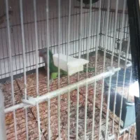 راهب|پرنده|یزد, |دیوار