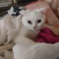 گربه اسکاتیش ماده یک ساله