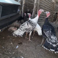 بوقلمون جوان وزن دار|حیوانات مزرعه|گیلان غرب, |دیوار