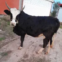 گاویا لیشه چالوسی|حیوانات مزرعه|رشت, حومه رشت|دیوار