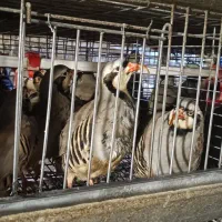 مرغ تخمگذار|حیوانات مزرعه|قزوین, |دیوار