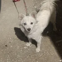 این سگ گمشده|سگ|کازرون, |دیوار